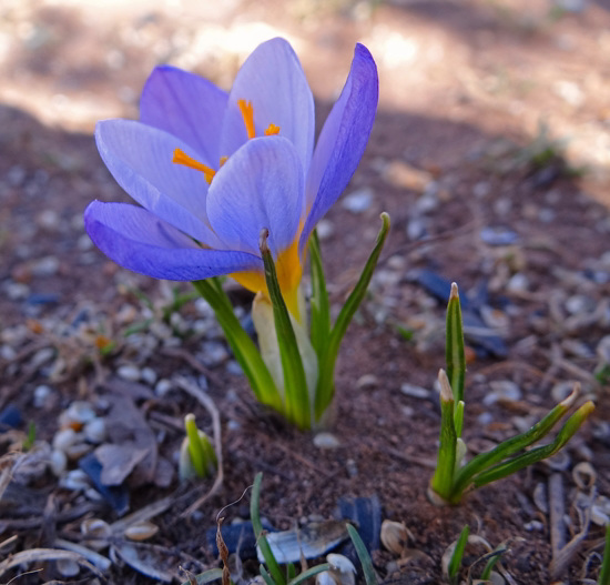 The first purple Crocus