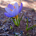 The first purple Crocus