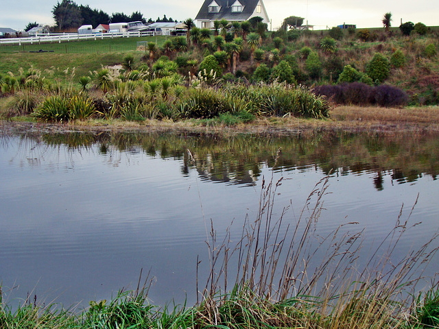 Wetland reflections