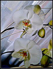 Orquideas blancas.