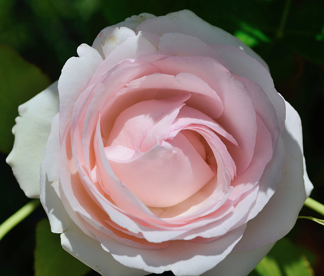 Macro sur une rose...