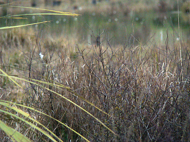 Wetland scrub