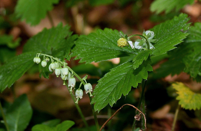 Pyrole et Fraisier des bois