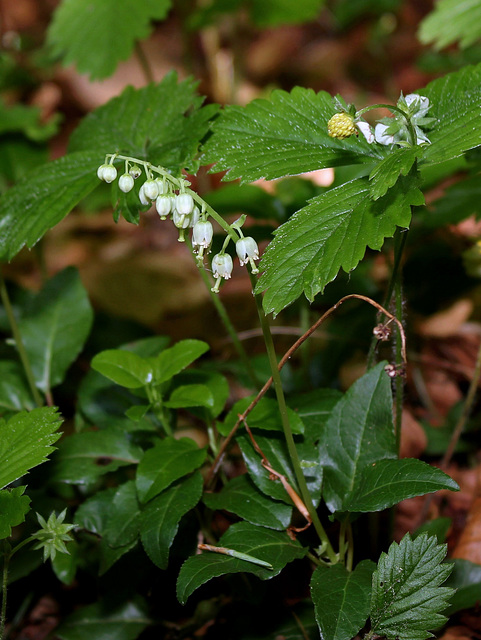 Pyrola secunda - Orthilia secunda - Pyrole unilatérale