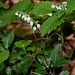 Pyrola secunda - Orthilia secunda - Pyrole unilatérale