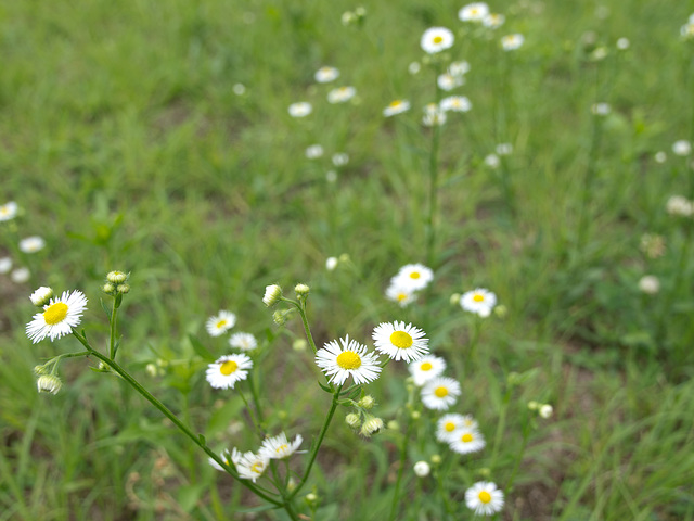 Erigeron annuus