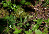 Pyrola secunda - Orthilia secunda - Pyrole unilatérale