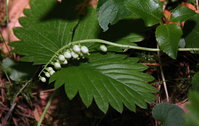 Pyrola secunda - Orthilia secunda - Pyrole unilatérale