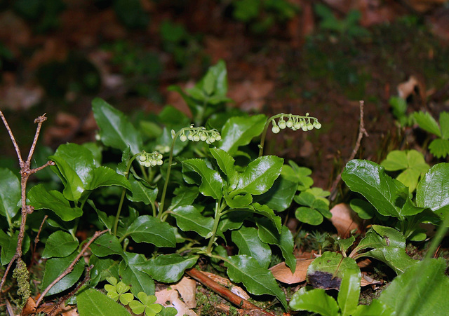 Pyrola secunda - Orthilia secunda - Pyrole unilatérale Pyrola secunda - Orthilia secunda - Pyrole unilatérale