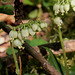 Pyrola secunda - Orthilia secunda - Pyrole unilatérale