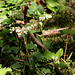 Pyrola secunda - Orthilia secunda - Pyrole unilatérale