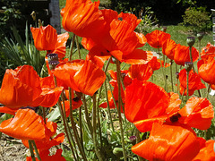 Mohn