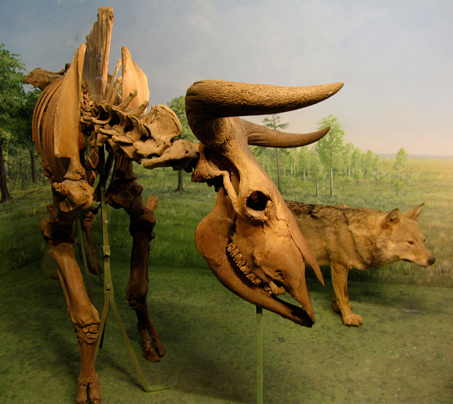 Animals at the museum