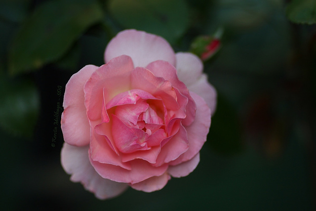 Testfoto - Rose