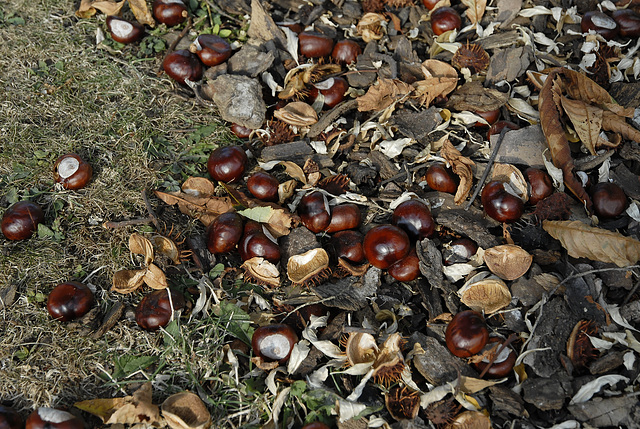 BESANCON:  Couleurs d' automne au jardin des sens.