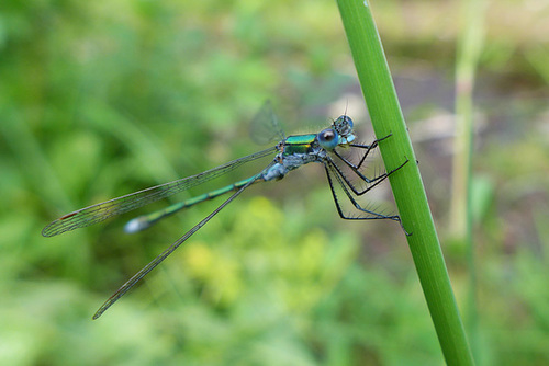 Emerald damselfly