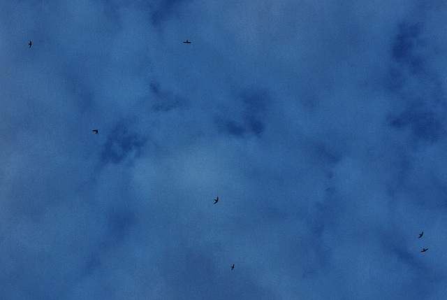 Swifts overhead