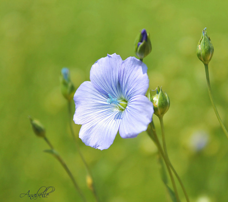 Fleur de lin