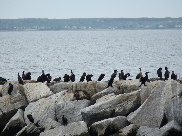 shore birds