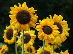 Sunflowers - 8 August 2013