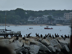 shore birds