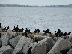 shore birds