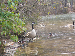Mother goose