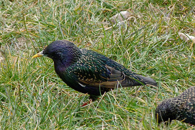 Starling