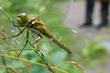 Yellow-winged darter