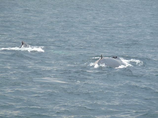 whales