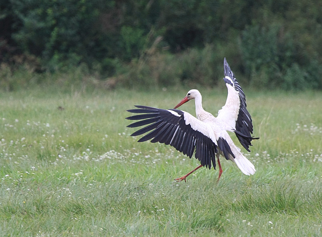 Weißstorch (Ciconia ciconia)  - Landung