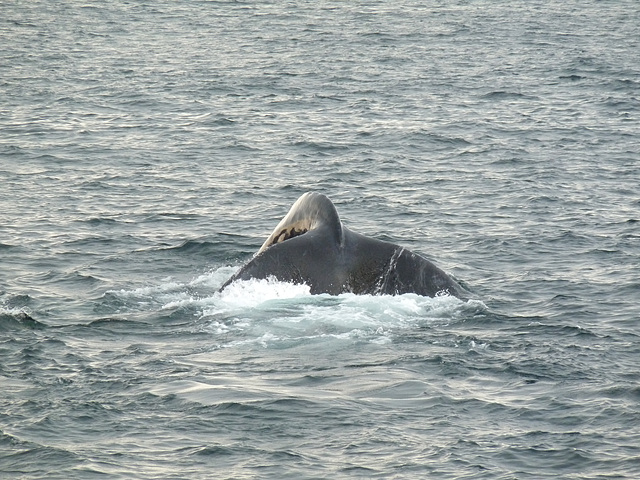 whale