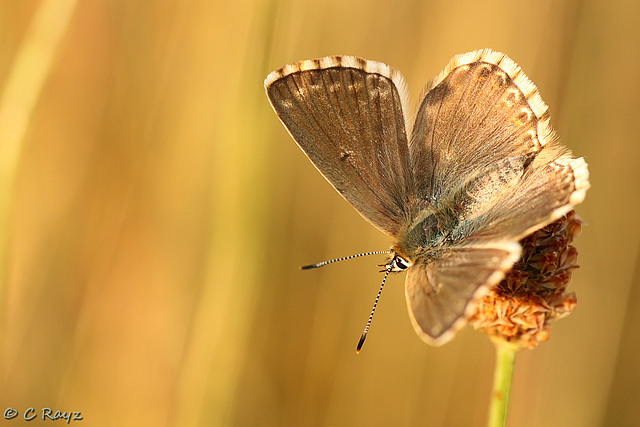 Chalkhill Blue Female