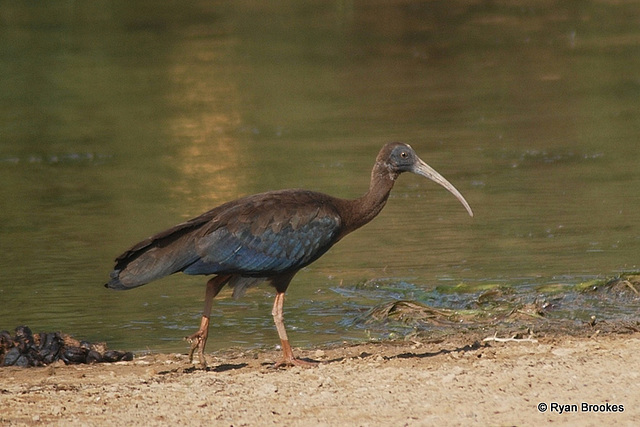 20100224-0376 Red-naped ibis