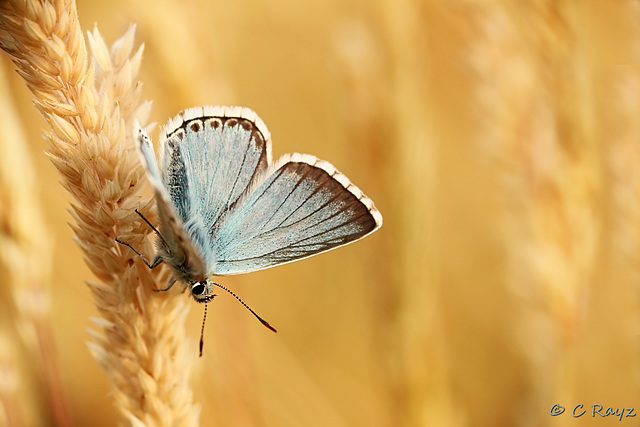 Chalkhill Blue