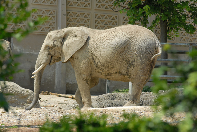 ZOO DE BALE: Un éléphant.