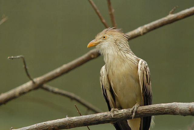 ZOO DE BALE: Un oiseau.