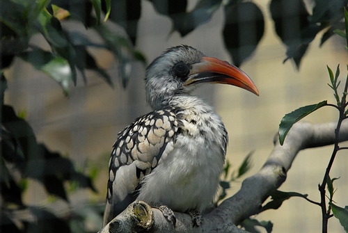 ZOO DE BALE: Un oiseau.