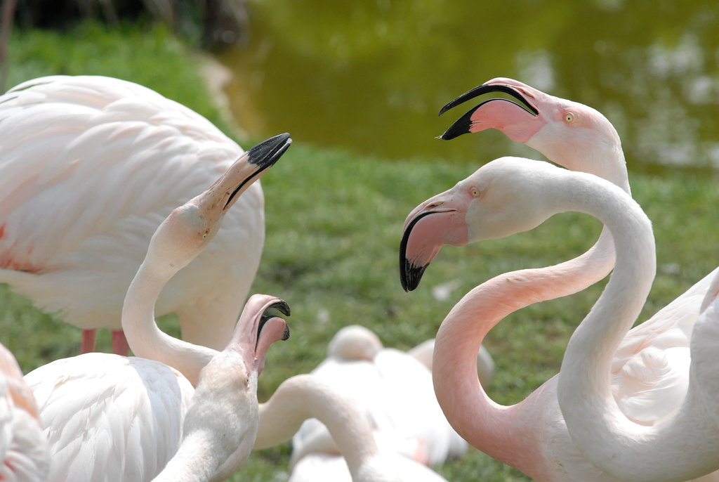 ZOO DE BALE: Des flamants roses.