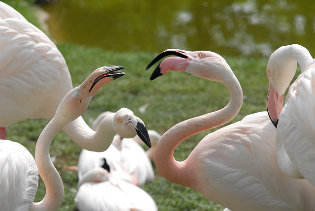 ZOO DE BALE: Des flamants roses.