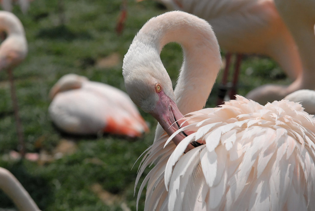 ZOO DE BALE: Un flamant rose.