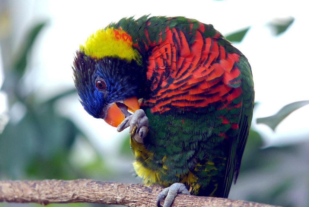 ZOO DE BALE: Un perroquet.