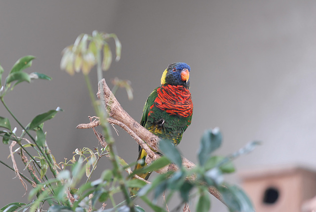 ZOO DE BALE: Un perroquet.