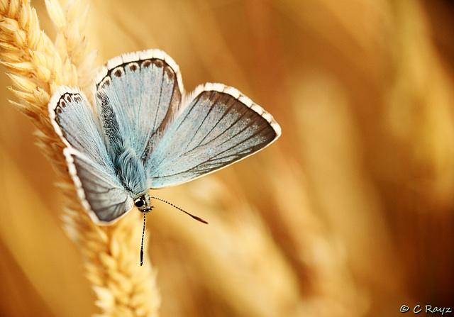 Chalkhill Blue Male