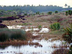 Wetlands 2