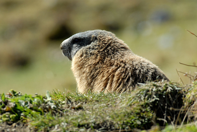 Marmotte dans son milieu...