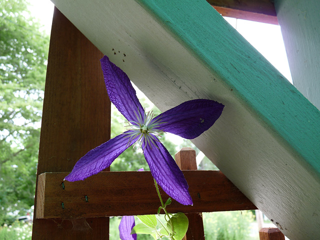purple