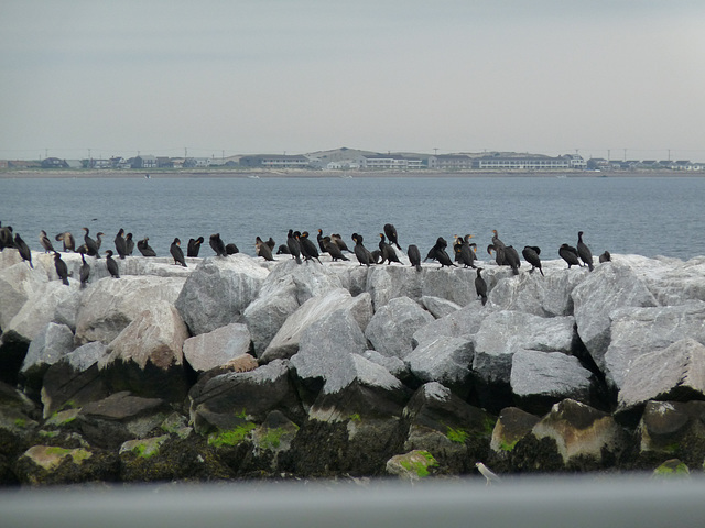 shore birds