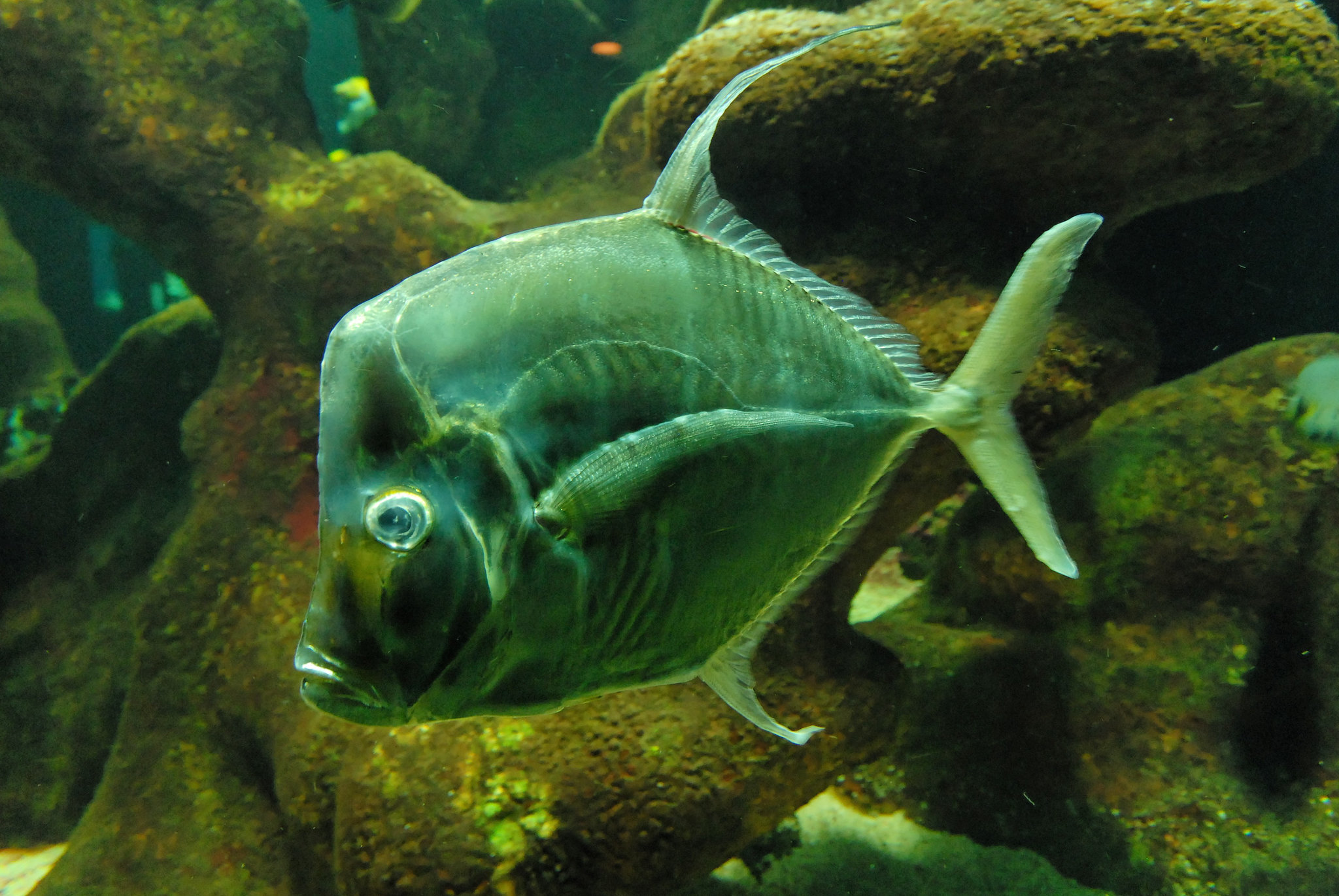 ZOO DE BALE: Un poisson.