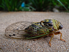 Cicada